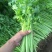 香芹