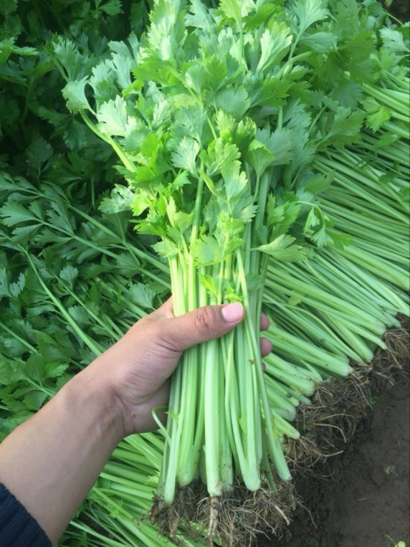 香芹