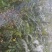 武都大红袍花椒苗0.5~1年