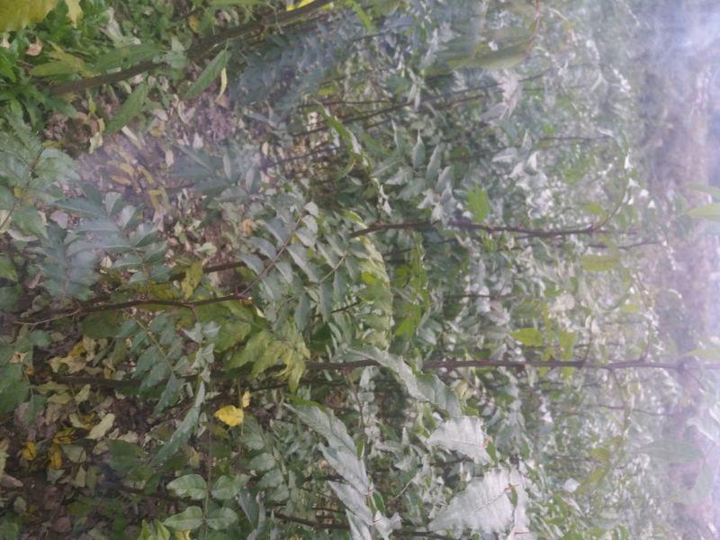 武都大红袍花椒苗0.5~1年
