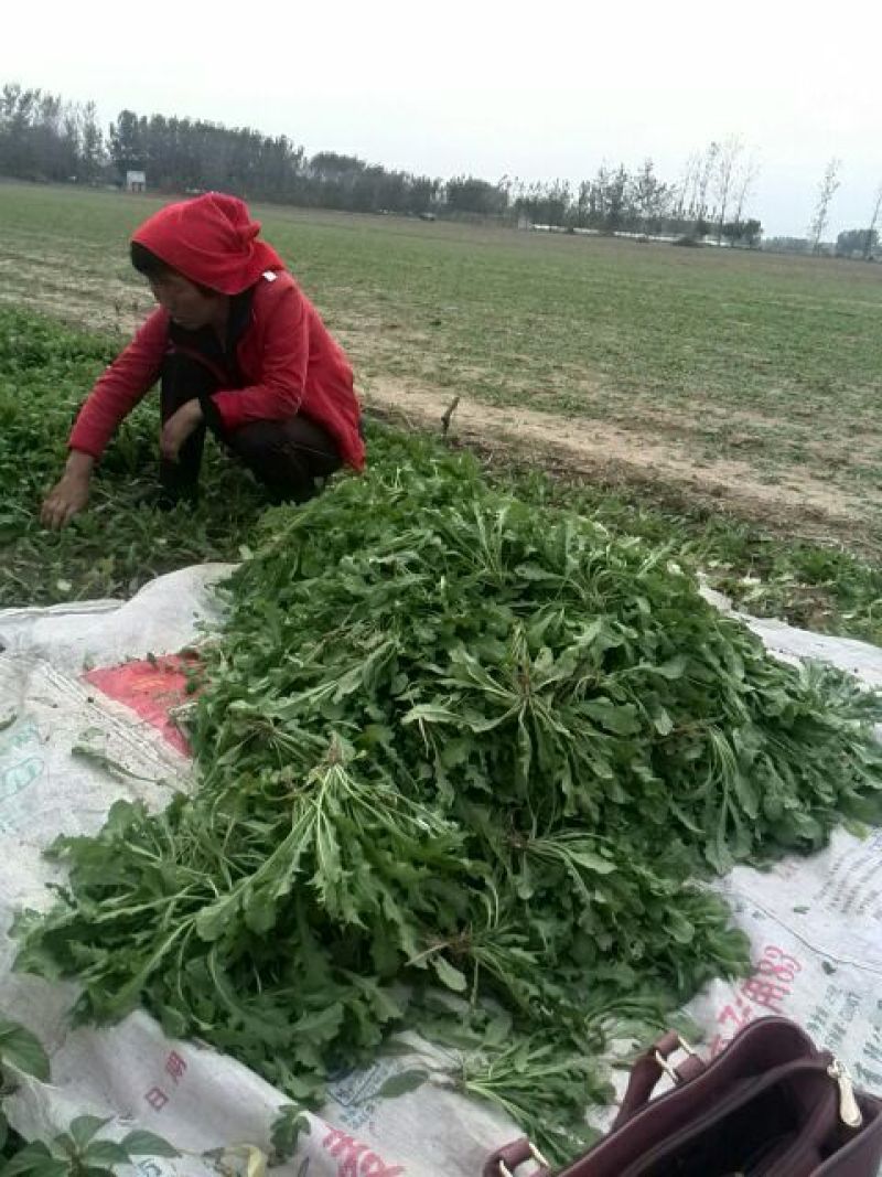 荠菜种子