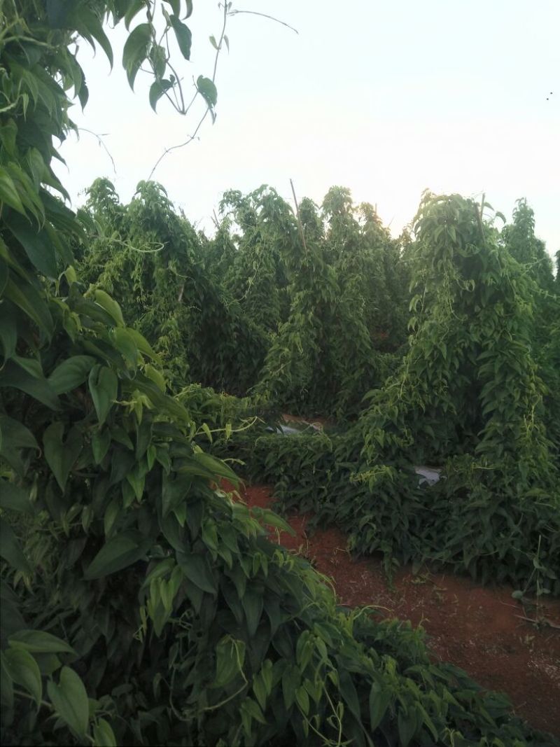 灵芝山药70厘米以上特级