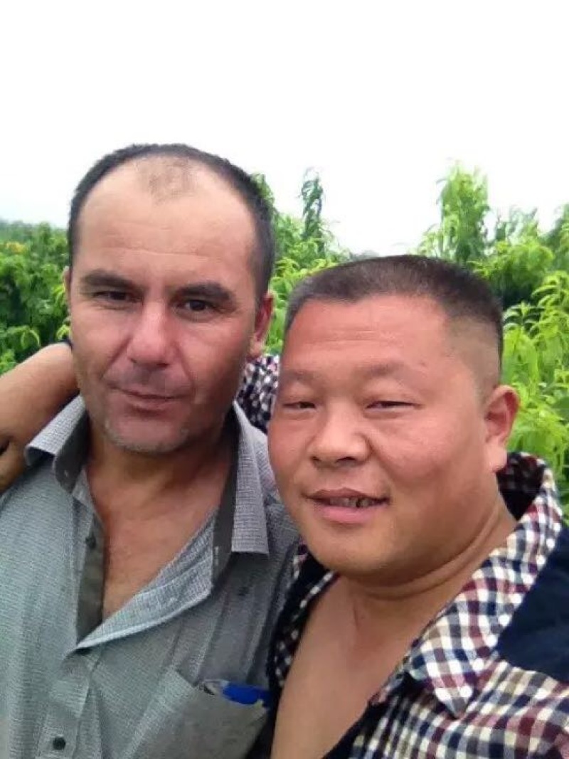 法兰西梅李子，红西梅李子，黄西梅李子