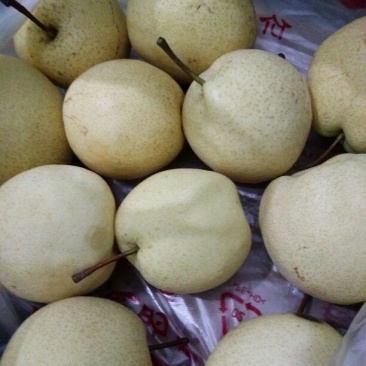 贵妃梨100~150g纸箱