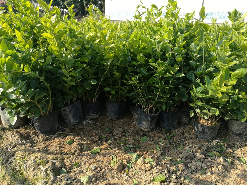 茉莉花含盆