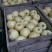 砀山梨200~250g光果