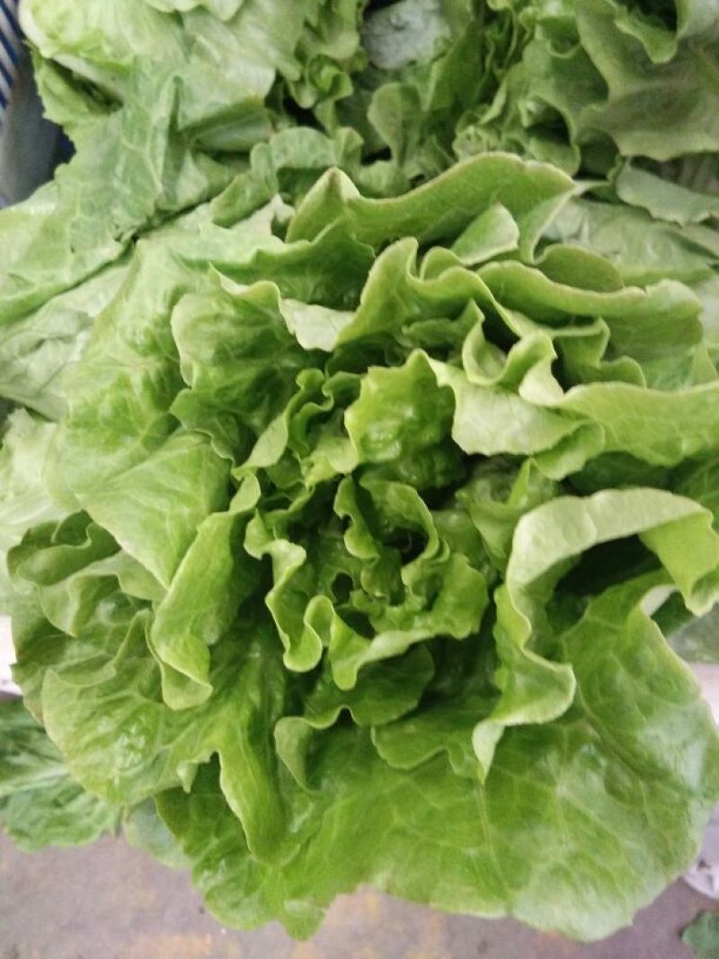 生菜5两~6两