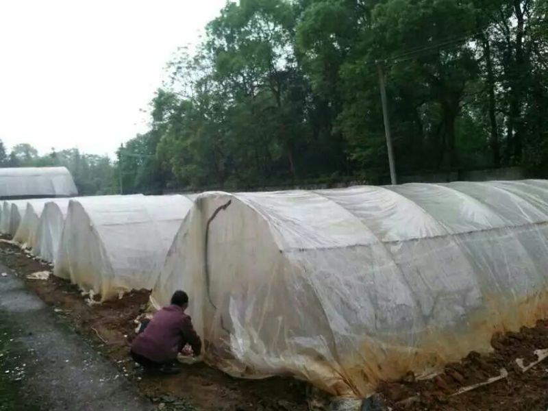 东亚飞蝗食用
