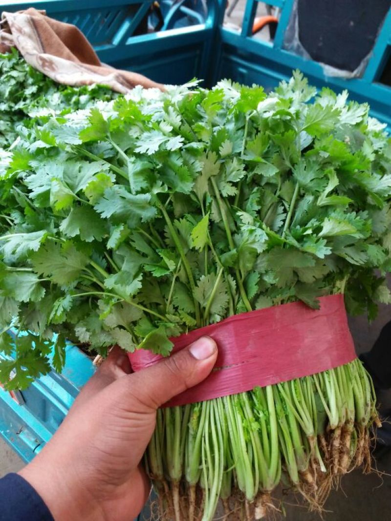 香菜叶面大颜色绿，耐运输产地代办，托运一条龙服务。