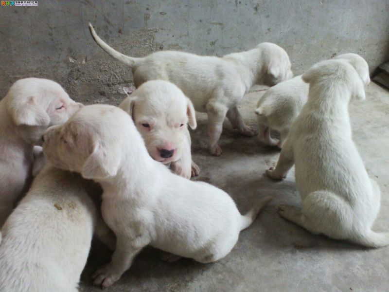 杜高犬母