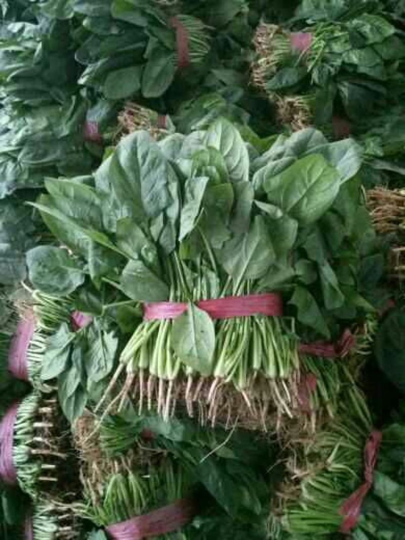 小叶菠菜25~30厘米