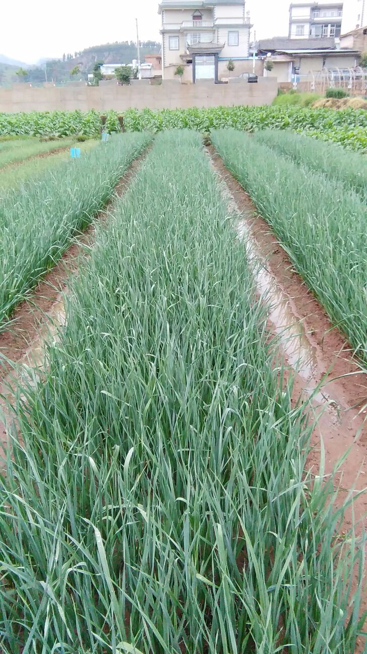 云南玉溪市通海县四季蒜苗 50~60cm批发_杨杰