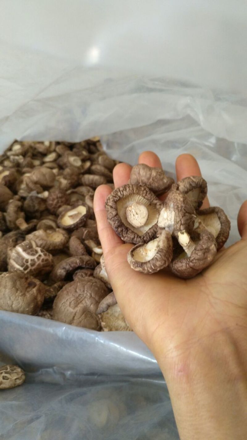 干香菇3cm以上