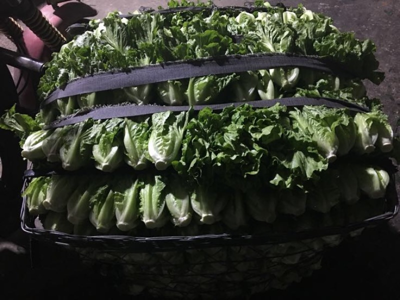蔬菜