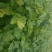 香芹40cm以上