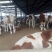 西门塔尔牛犊100~200kg