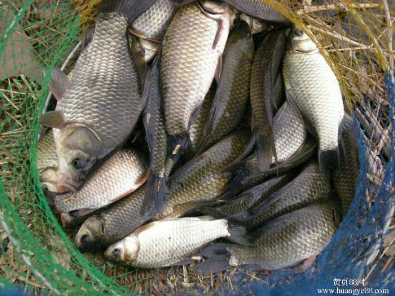 鲫鱼食用
