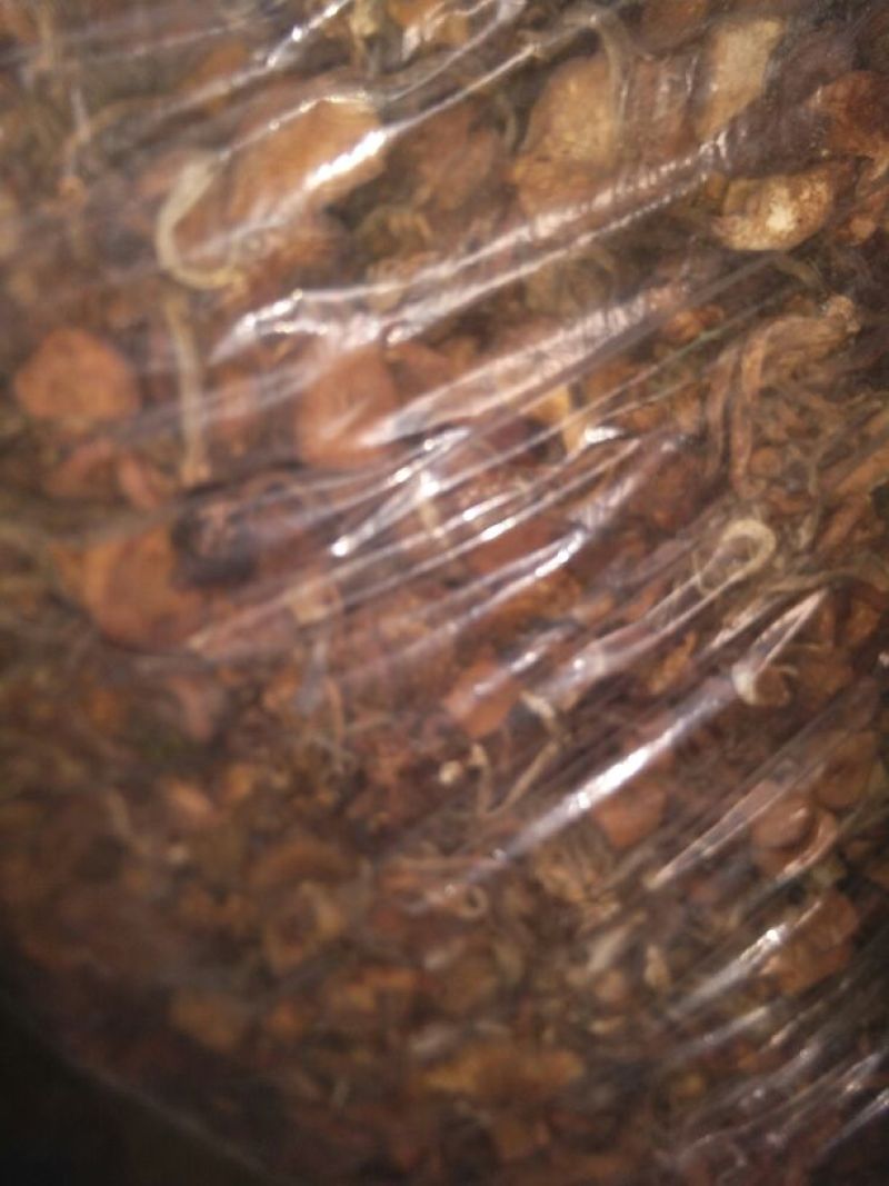 襄阳山上拣的茶树菇10cm野生的一包70斤包邮