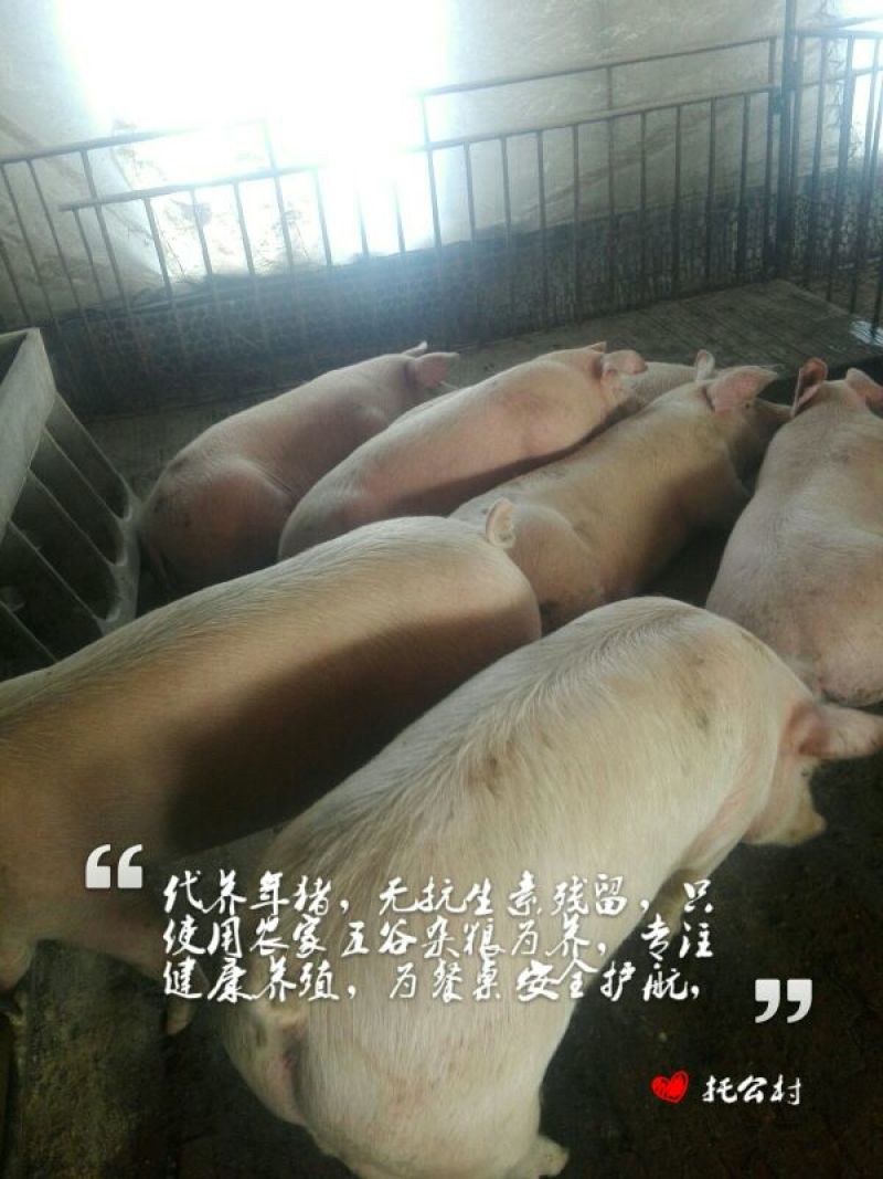 散养，代养年猪
