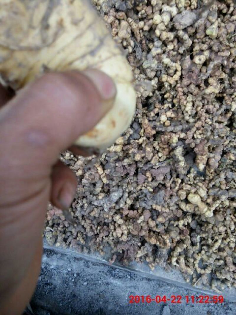 黄精