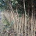 大叶女贞4cm以下