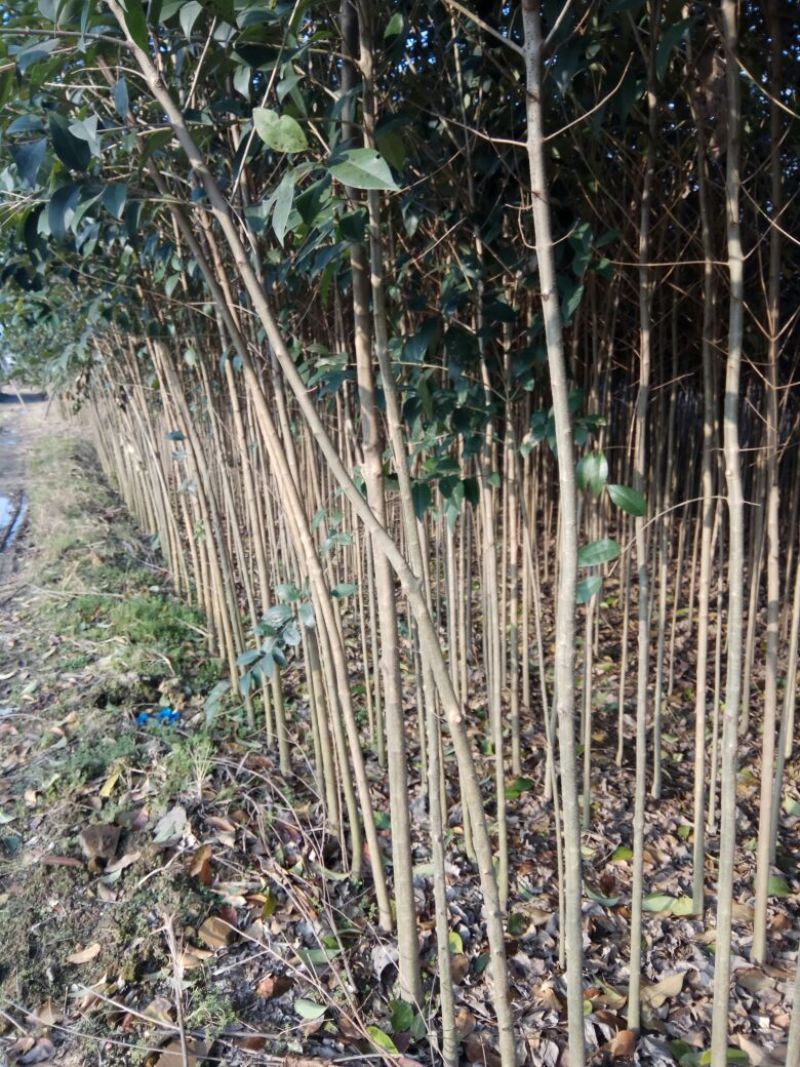 大叶女贞4cm以下