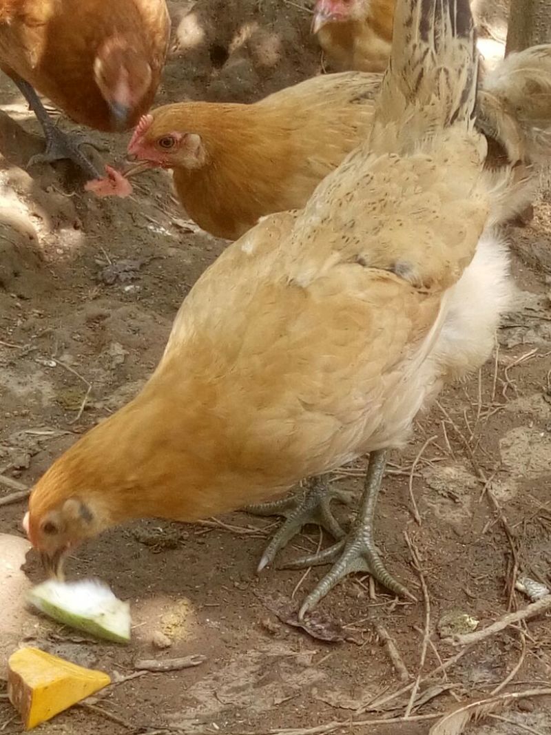绿壳鸡蛋食用50g以下