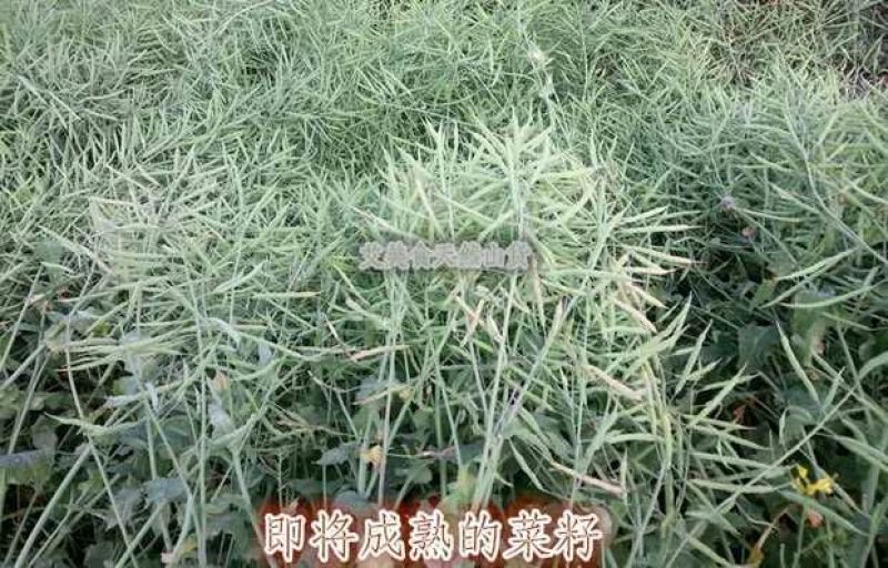 菜油一级