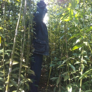 楠木楠木苗
