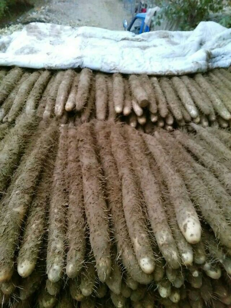 麻山药3~4厘米