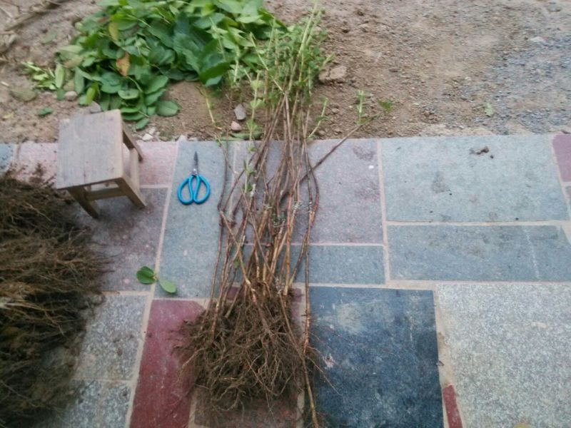 西瓜番石榴苗50~80cm