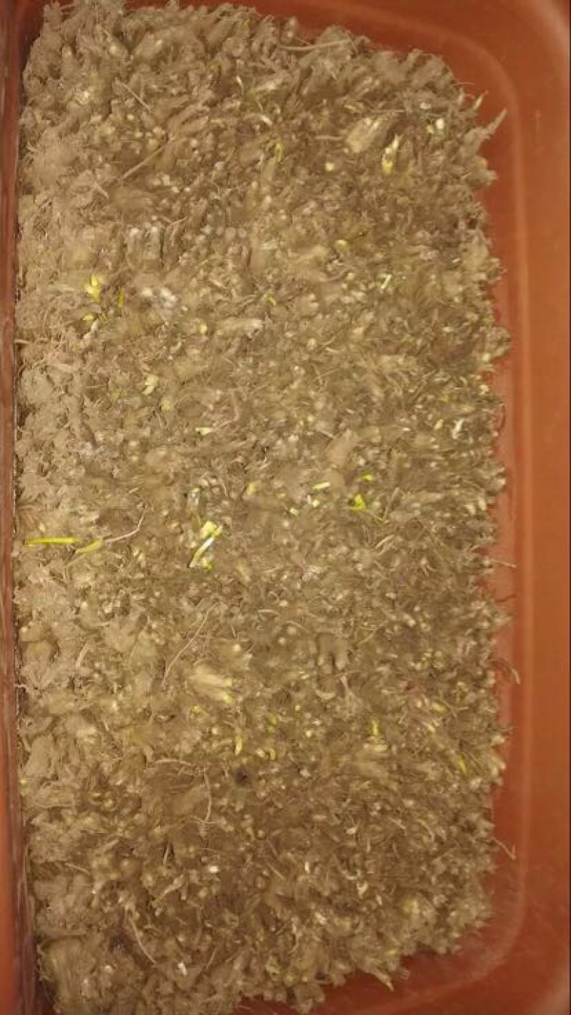 韭黄