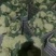 白花菜散装