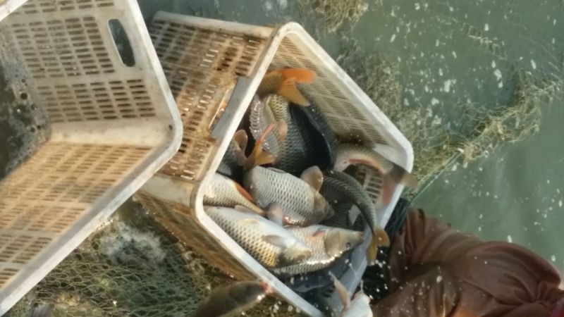 池鲤鱼食用1~2公斤