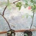 蓝莓苗50~80cm2年以上