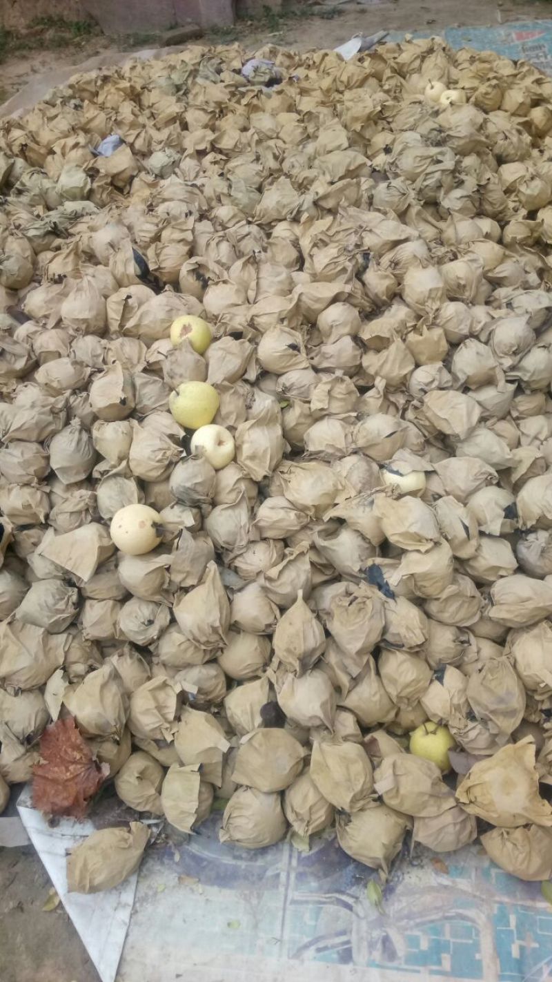蜜梨150~200g纸袋