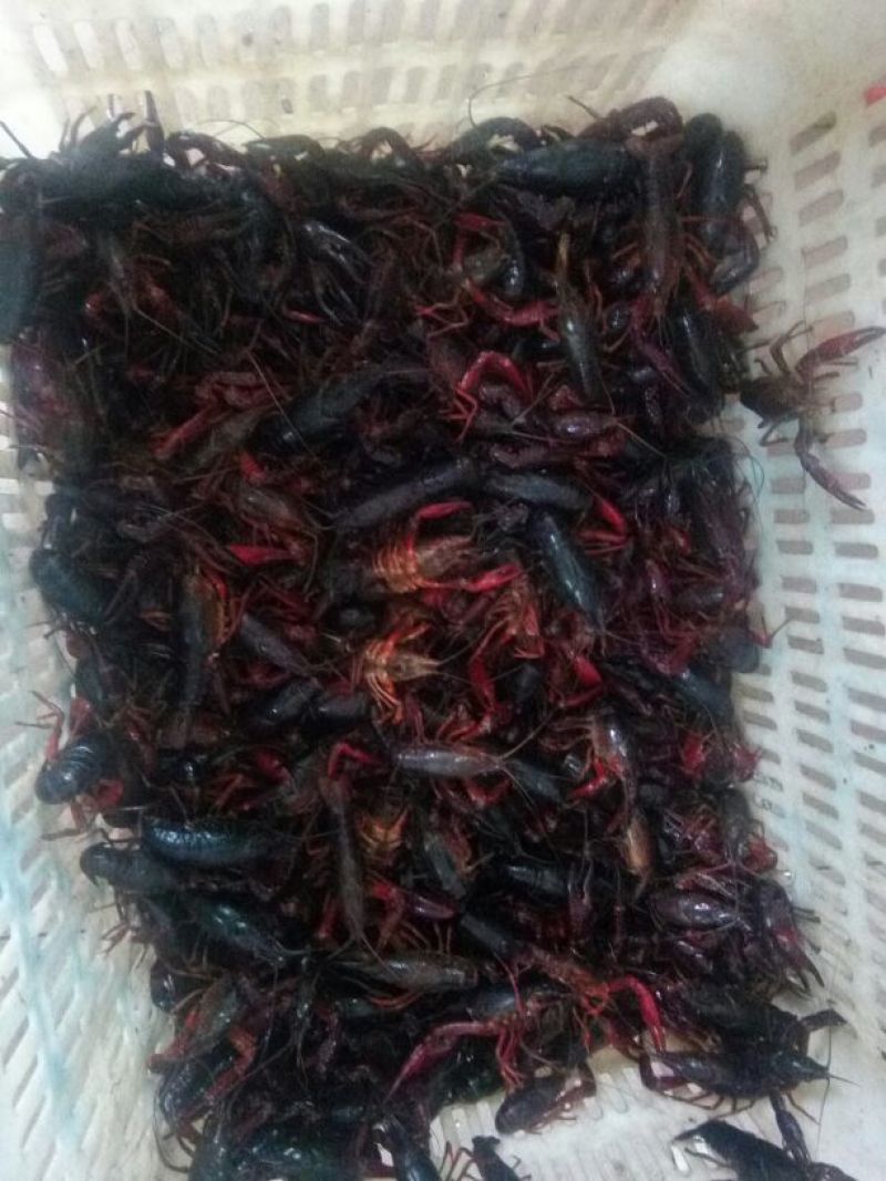 小龙虾食用活虾2~4钱