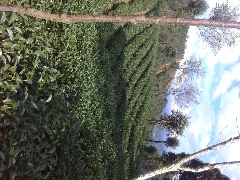 本山茶特级