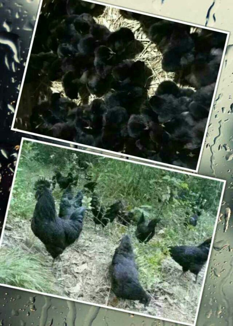 绿壳蛋鸡苗