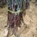 矮化砧苹果苗苹果苗育苗基地苹果苗批发苹果苗新品种