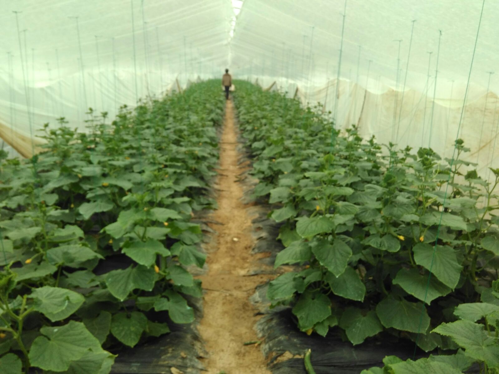 水果黄瓜江苏南通通州区_批发_供应-一亩田农