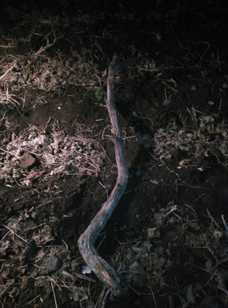 崖柏4~6cm0.5~1米