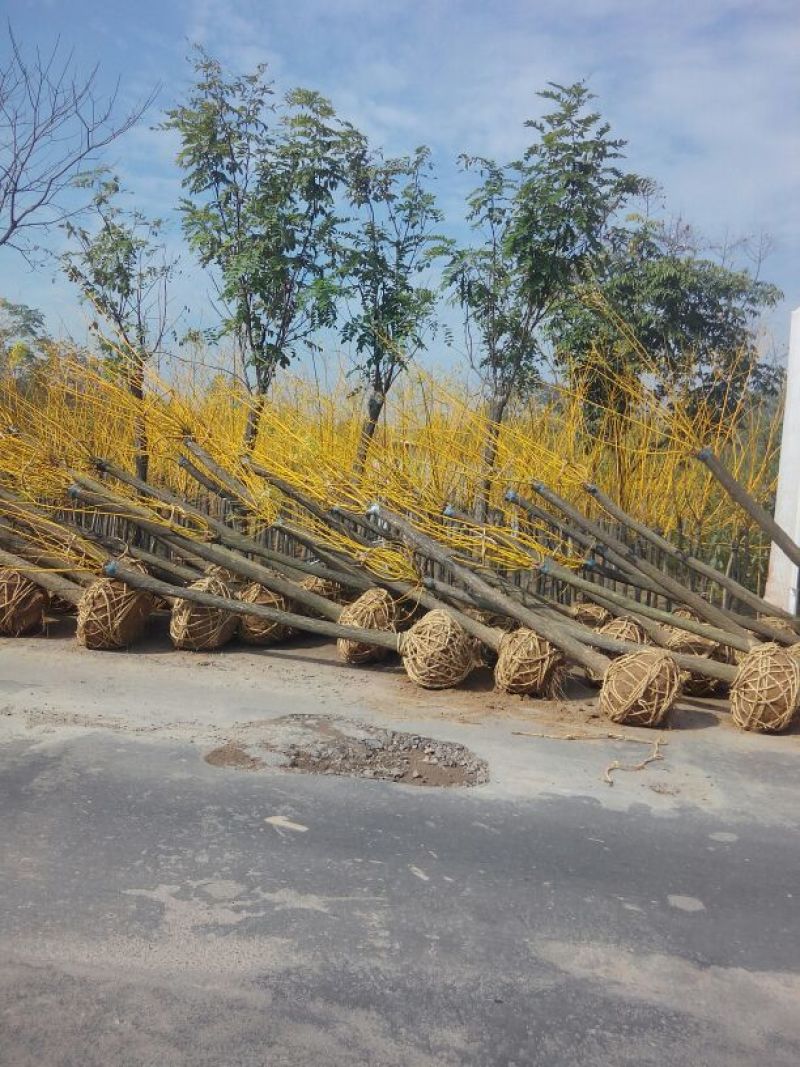 女贞造型树河南鄢陵批发生产基地