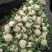 白花菜散装