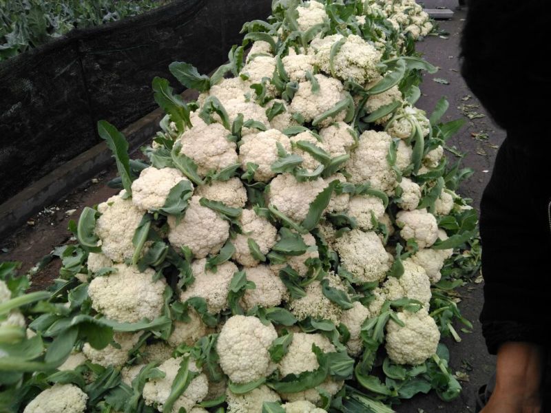 白花菜散装