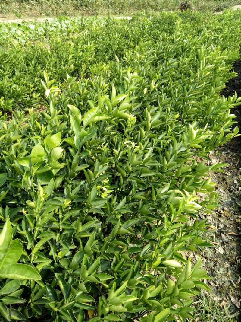 脐橙树苗30~50cm