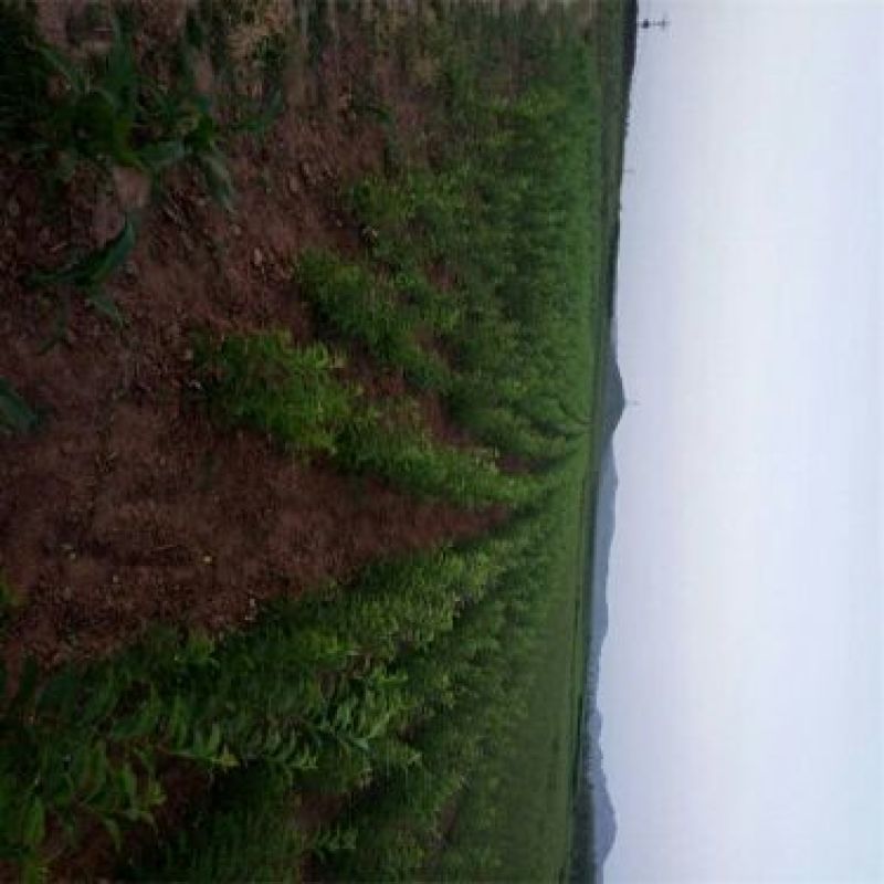 茵红李苗