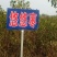 枣树苗80~110cm