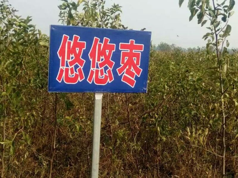 枣树苗80~110cm