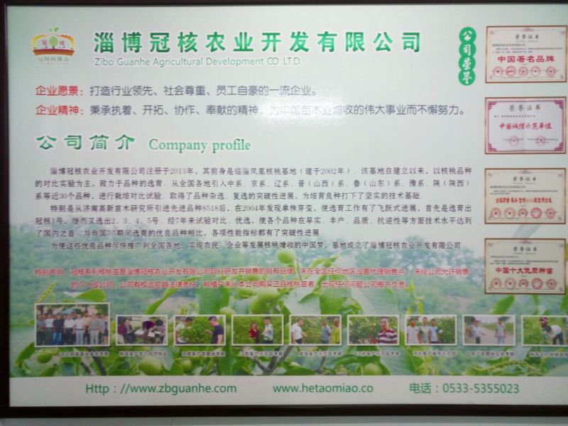 冠核一号核桃苗50~100cm二年苗